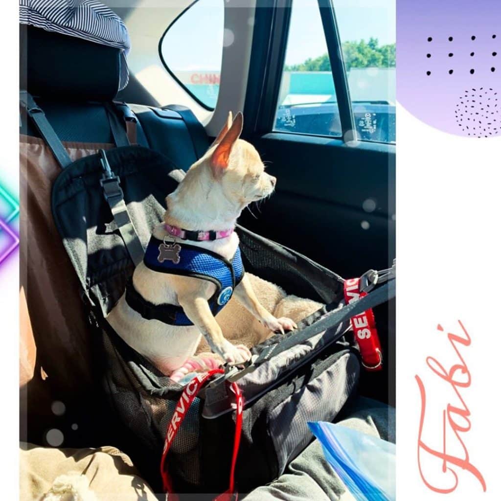 Comment habituer votre Chihuahua à rester longtemps dans la voiture.