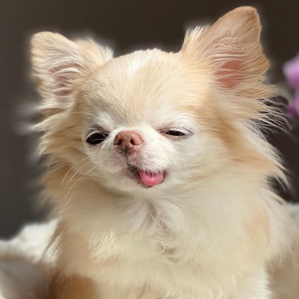 les avantages de stériliser son Chihuahua