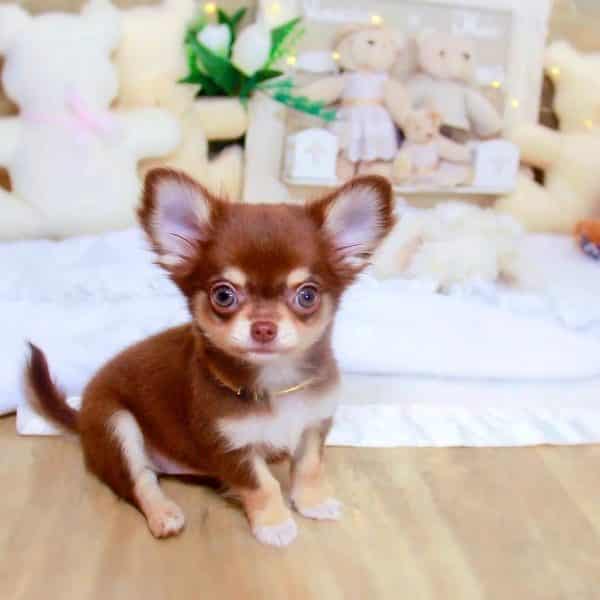Chihuahua adopter