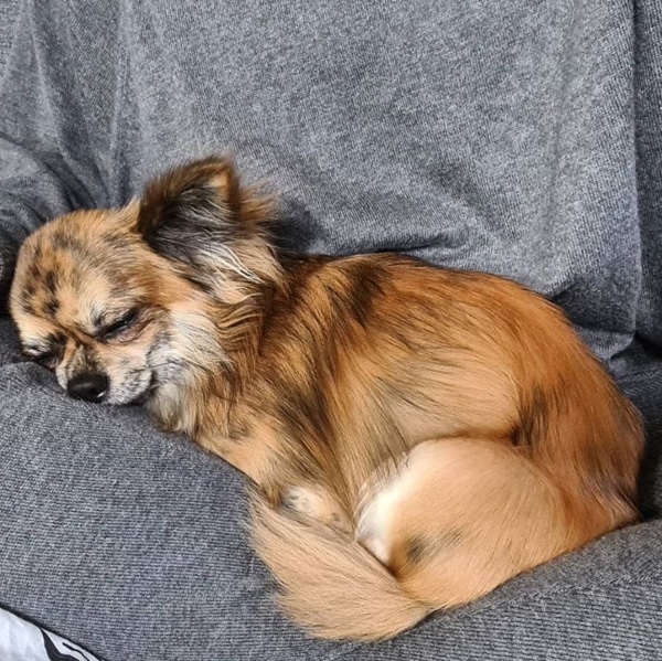 Chihuahua bringé poil long couleur fauve