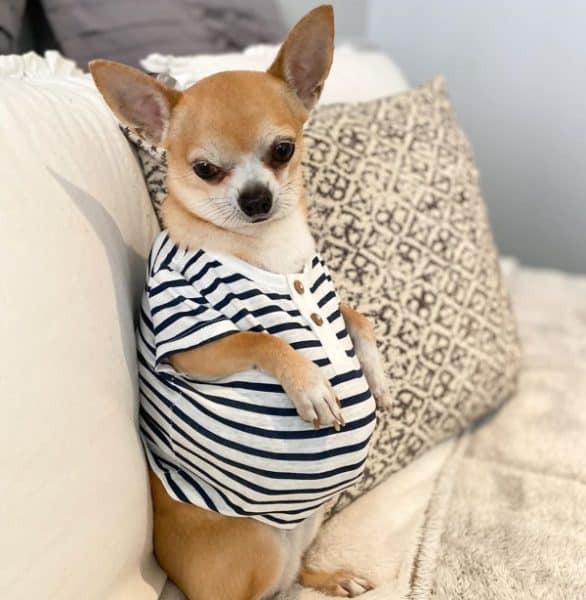 Chihuahua chiwawa enceinte grossesse