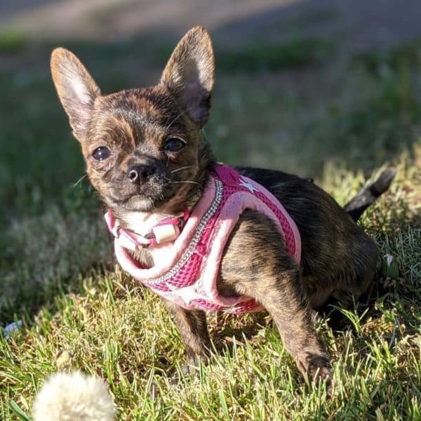Chihuahua litière