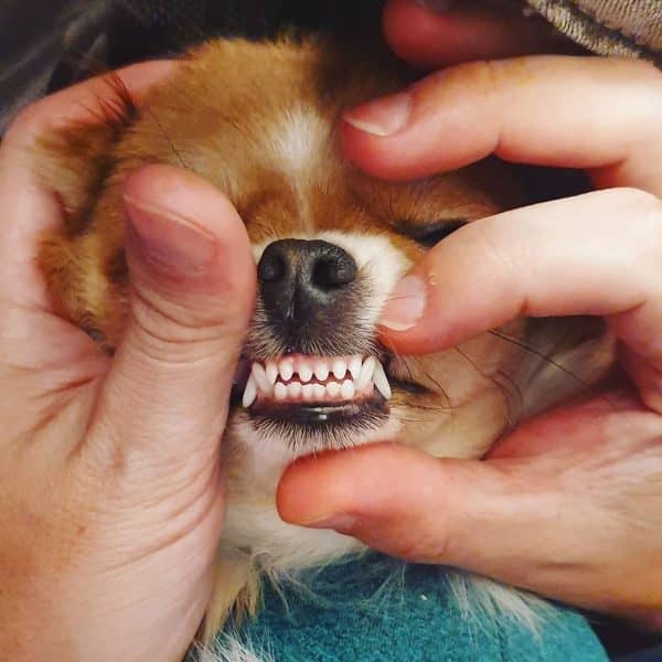 chihuahua mordille dentition et mastication.