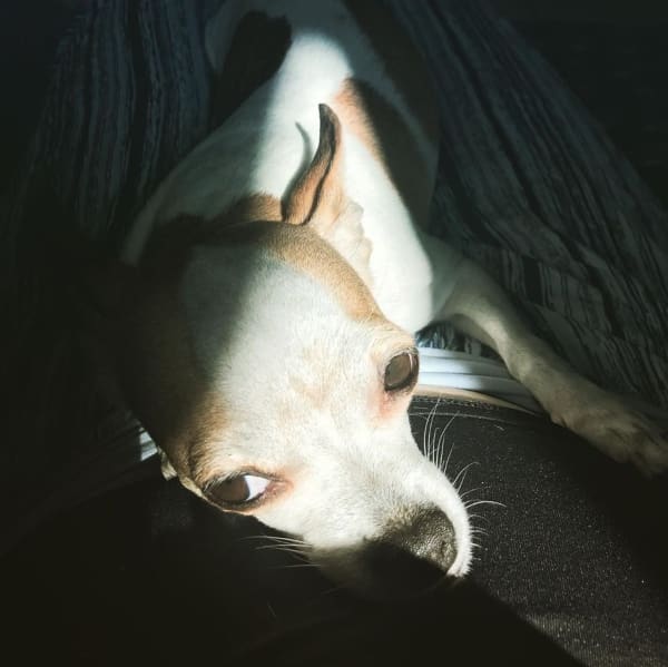 Chihuahua perd appétit solitude