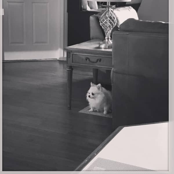 Chihuahua reste seul a la maison ou appartement toute la journée