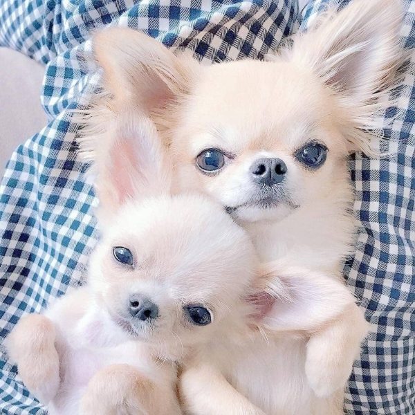 comment brosser brossages dents chihuahua chiot chiwawa