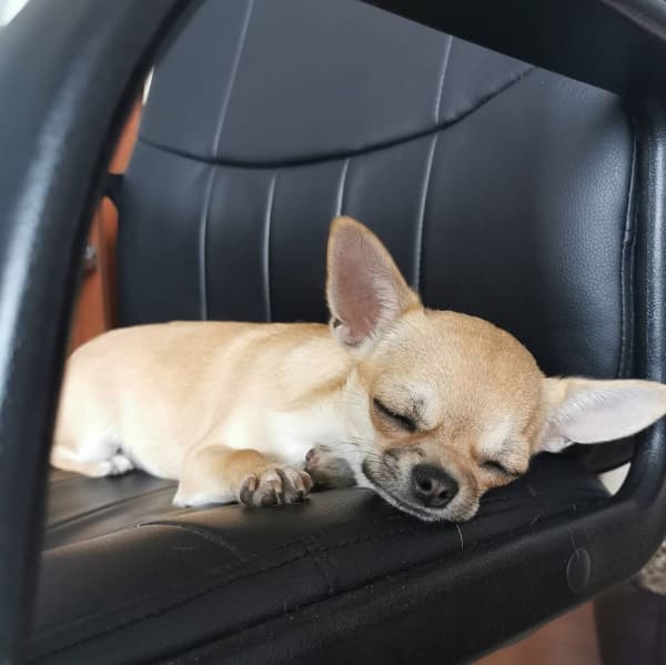 positions sommeil chihuahua superman 