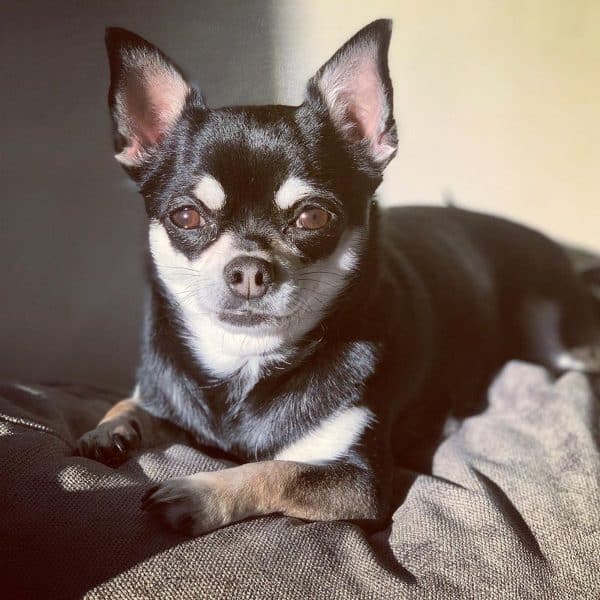 adoption Chihuahua