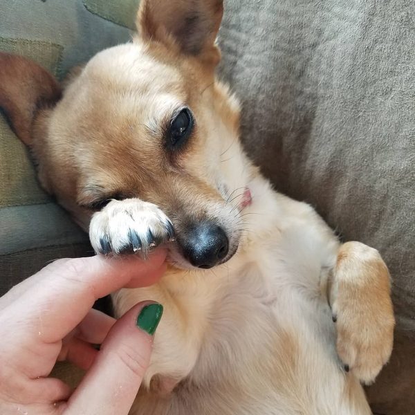 couper les ongles chihuahua