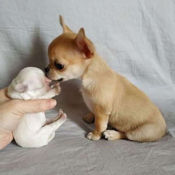 Chihuahua naissance au vieillissement