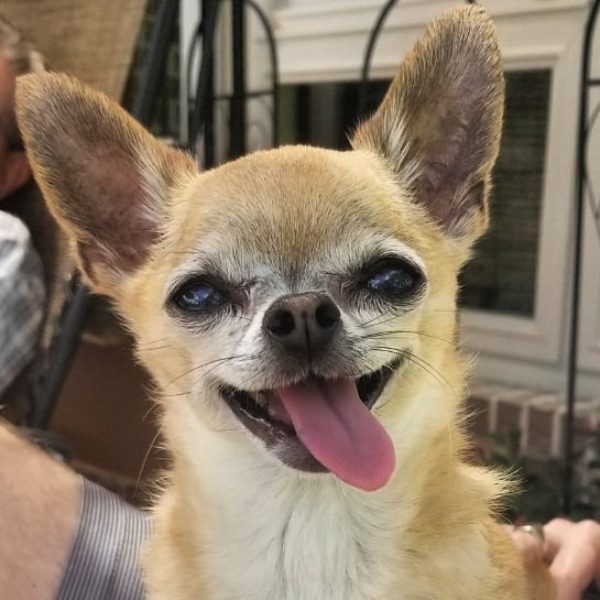 Chihuahua langue qui sortie dehors