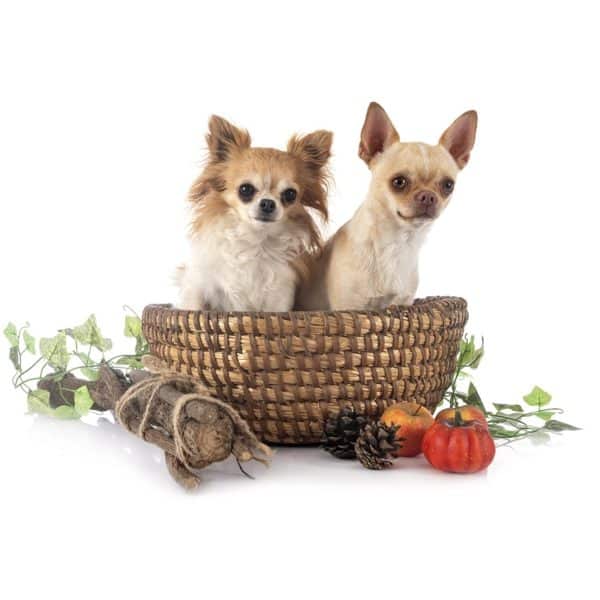 Chihuahua et légumes monchiwawa