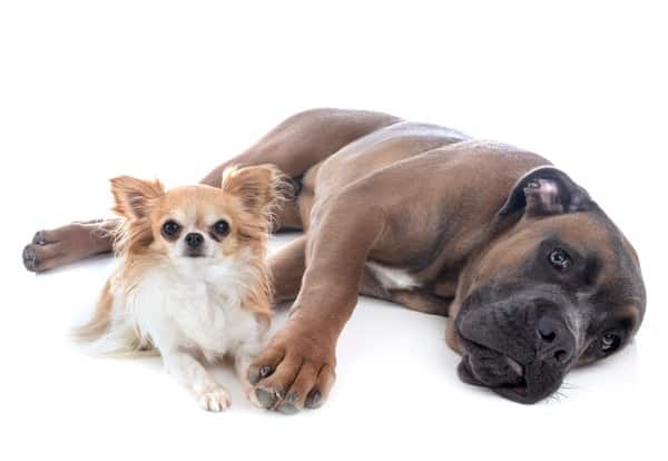 Chihuahua et grand chien