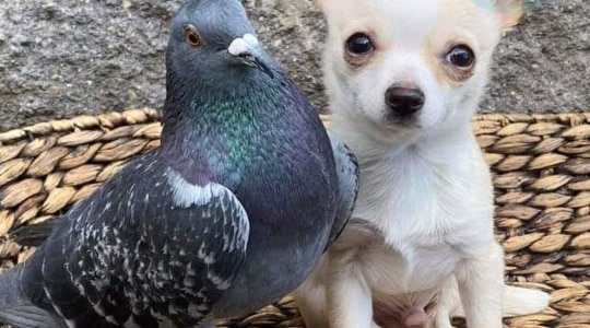 Chihuahua-amis-pigeon